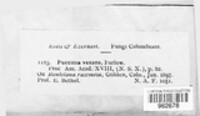 Puccinia vexans image